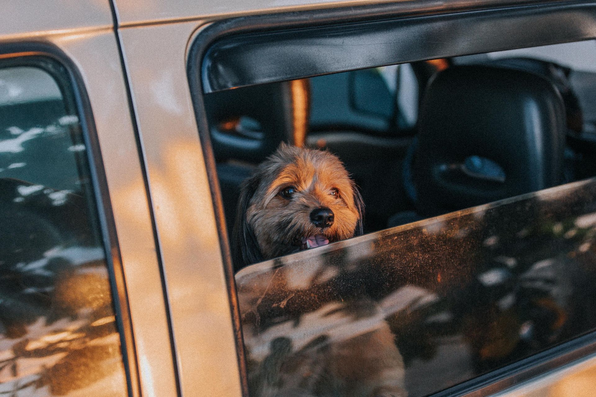Close-Up Shot of a Dog inside a Car