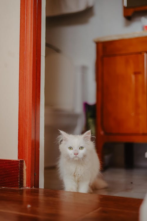 çok sevimli, hayvan fotoğrafçılığı, kedi içeren Ücretsiz stok fotoğraf