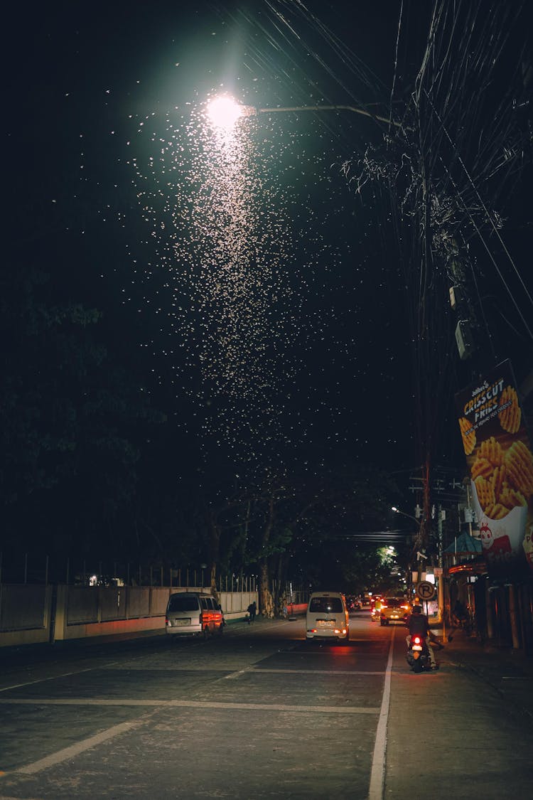 Flies On The Street Lamp