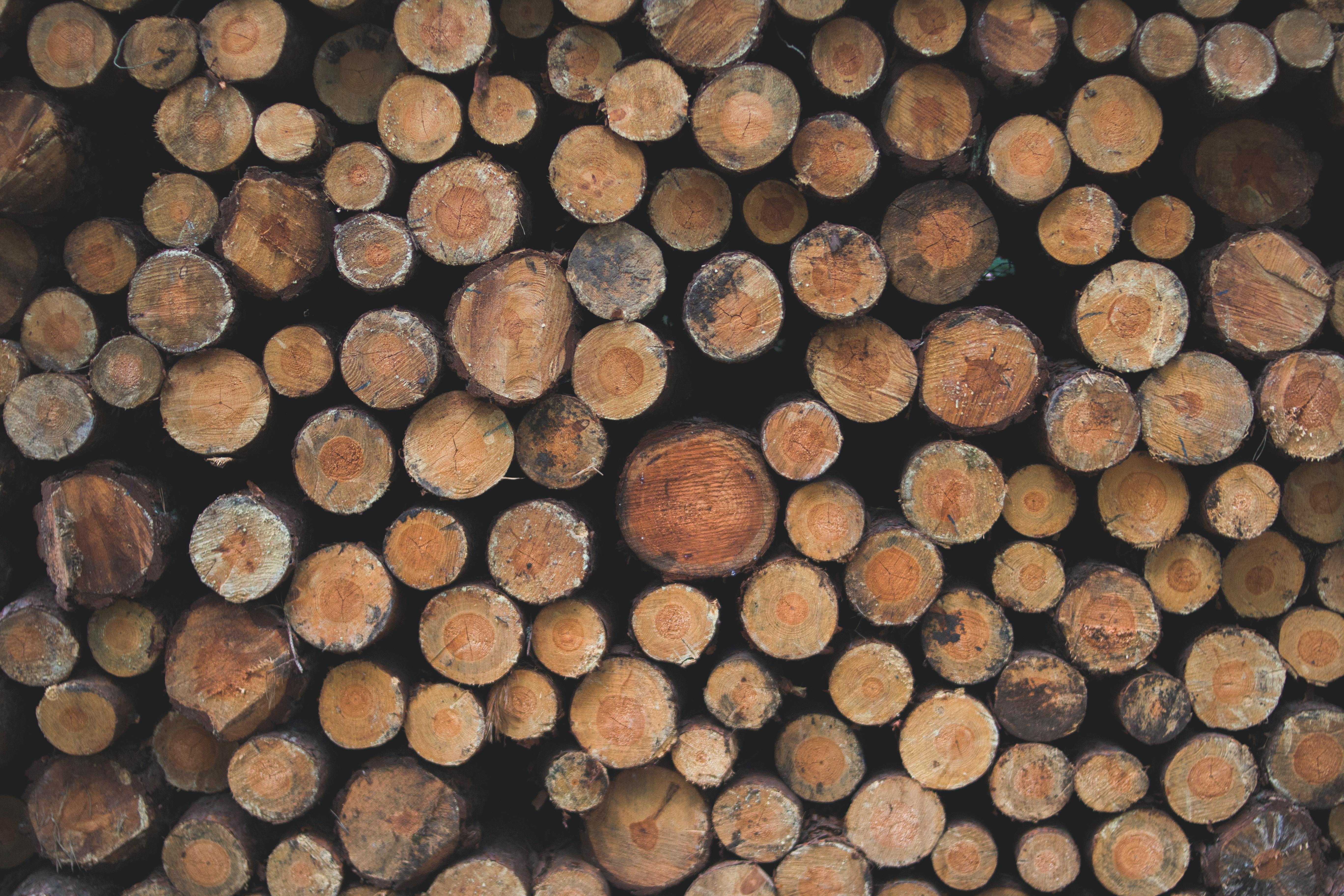 10+ Wood Logs Free Photos and Images