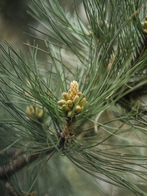 Free Detailed view of European black pine needles and buds, showcasing natural texture and color. Stock Photo