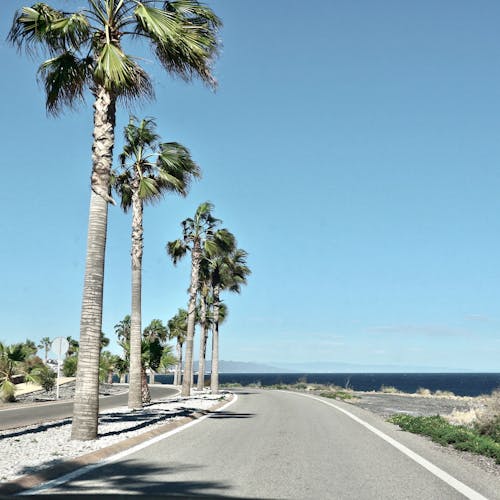 Free stock photo of beach, palms, photography