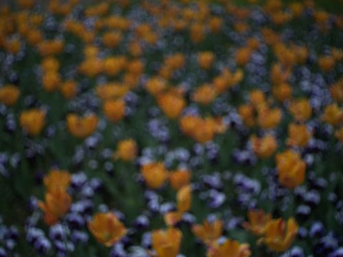 Free Flowers Stock Photo