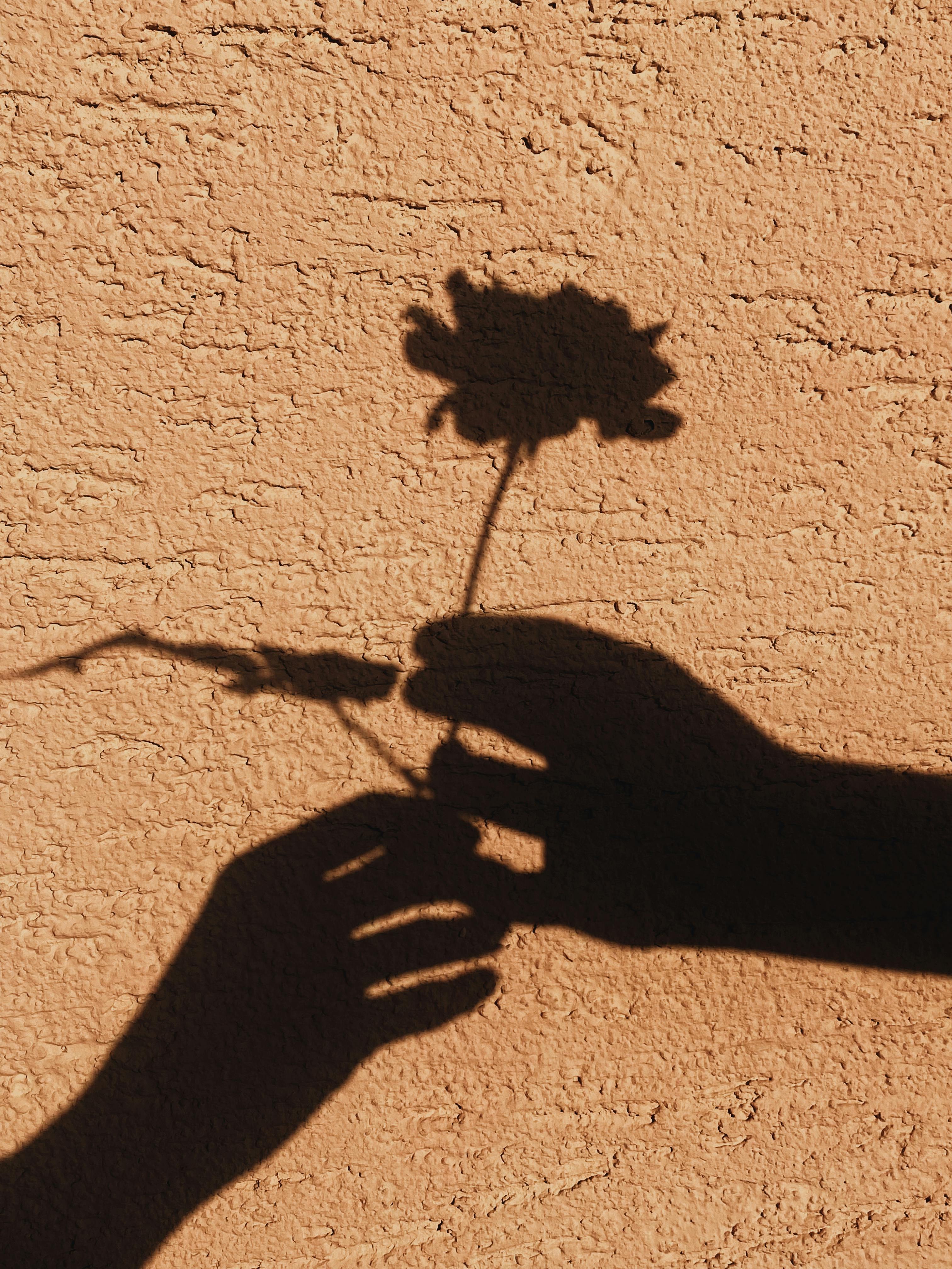 Dramatic shadow of a hand holding a flower against a textured wall, creating artistic contrasts.