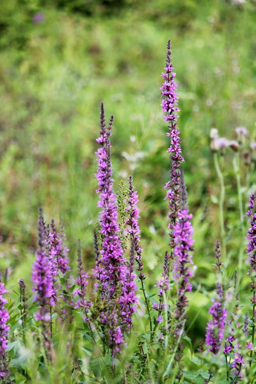 Close-up Photo of Fresh Purple Flowers 