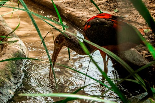 맑은 물에 서있는 검은 색과 빨간색 이비스 새