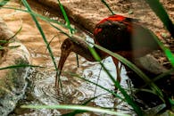 在巴西伊瓜苏的一条小溪边，一只猩红色的朱鹭正安静地喝水