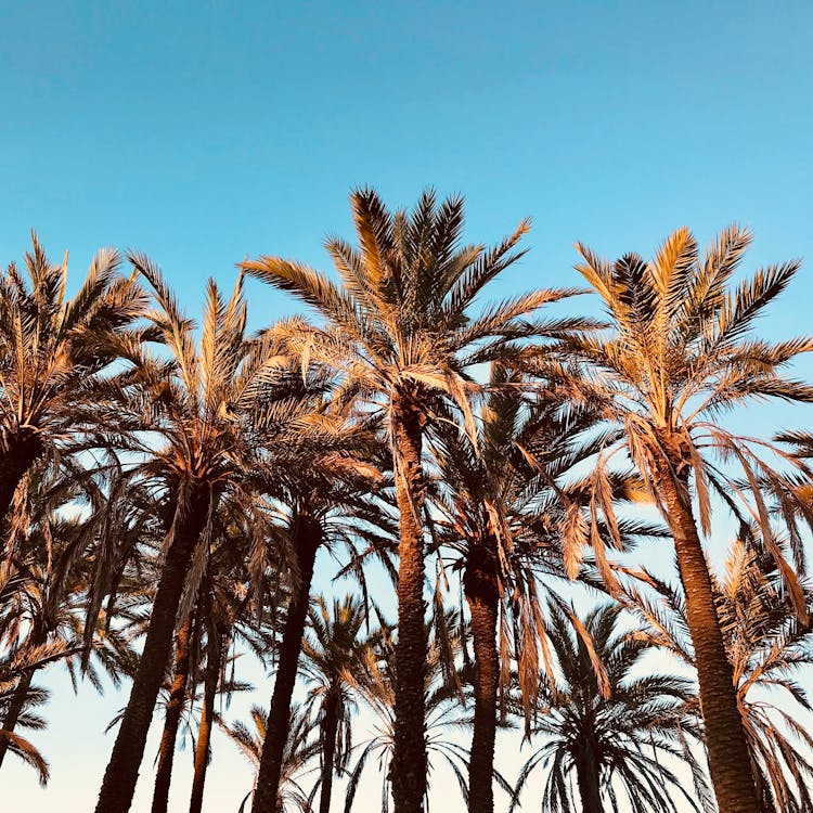Palm Trees Under Blue Calm Sky