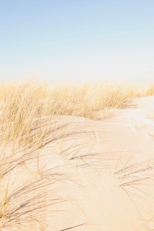 Brown Grass Field on a Sandy Ground Under Blue Sky