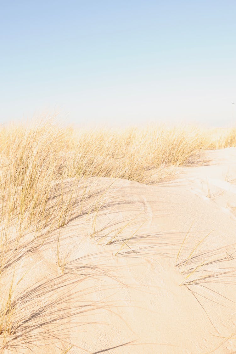 Brown Grass Field On A Sandy Ground Under Blue Sky