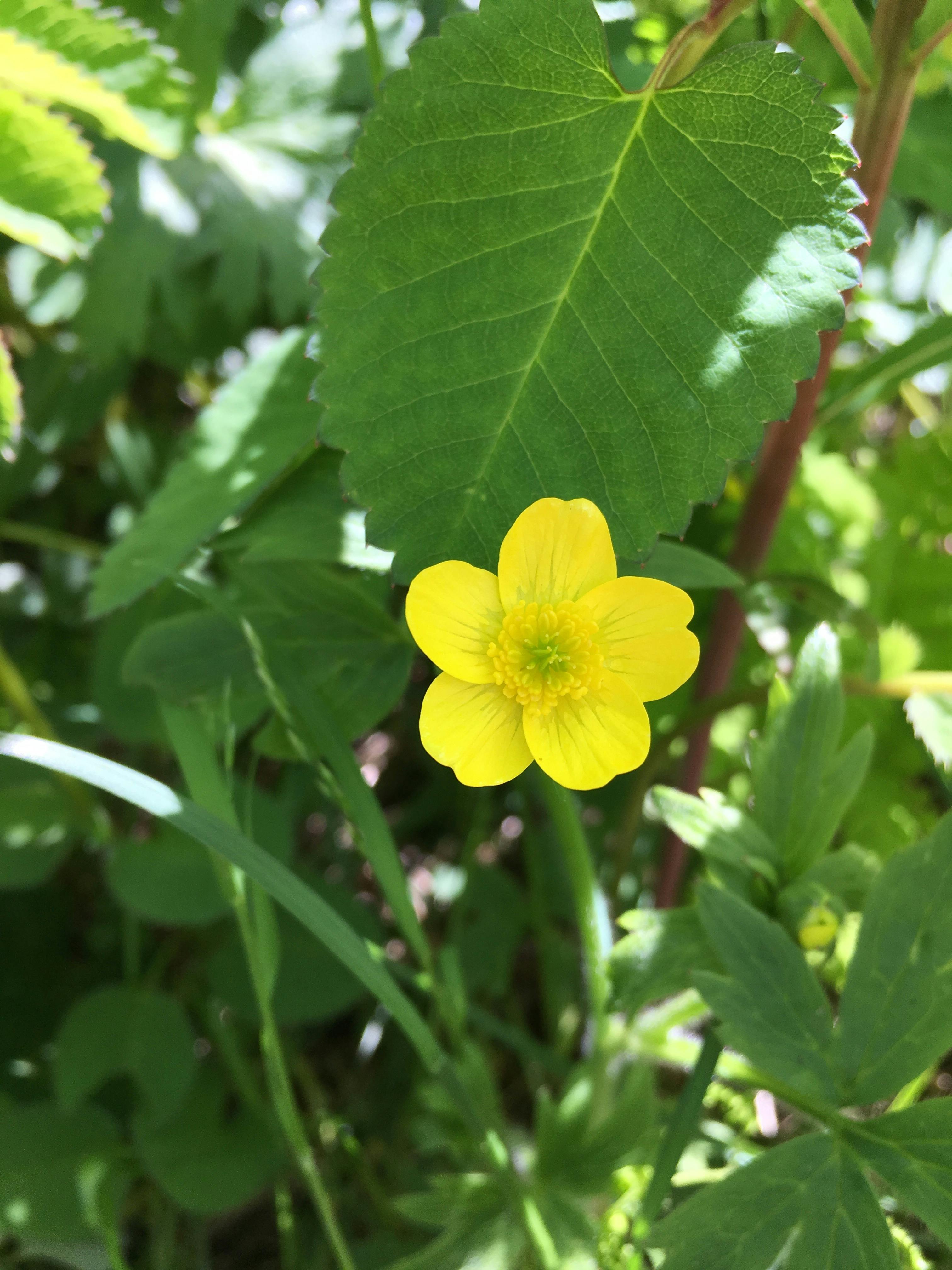 バターカップ 黄色 黄色い花の無料の写真素材