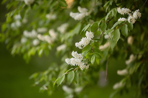 Beyaz çiçekler, dal, kapatmak içeren Ücretsiz stok fotoğraf