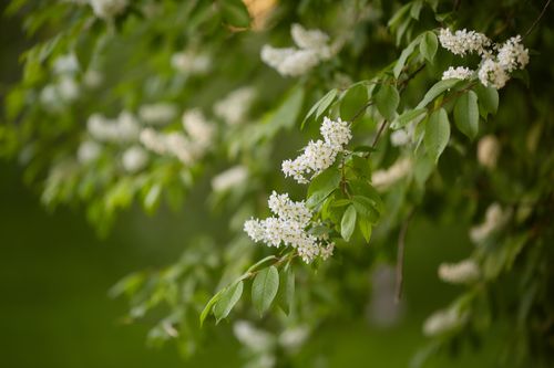 Free Close-up of a green branch with white blossoms in spring, highlighting nature's tranquility. Stock Photo