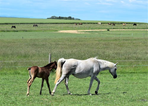 Foto d'estoc gratuïta de animal, cabellera, camp d'herba