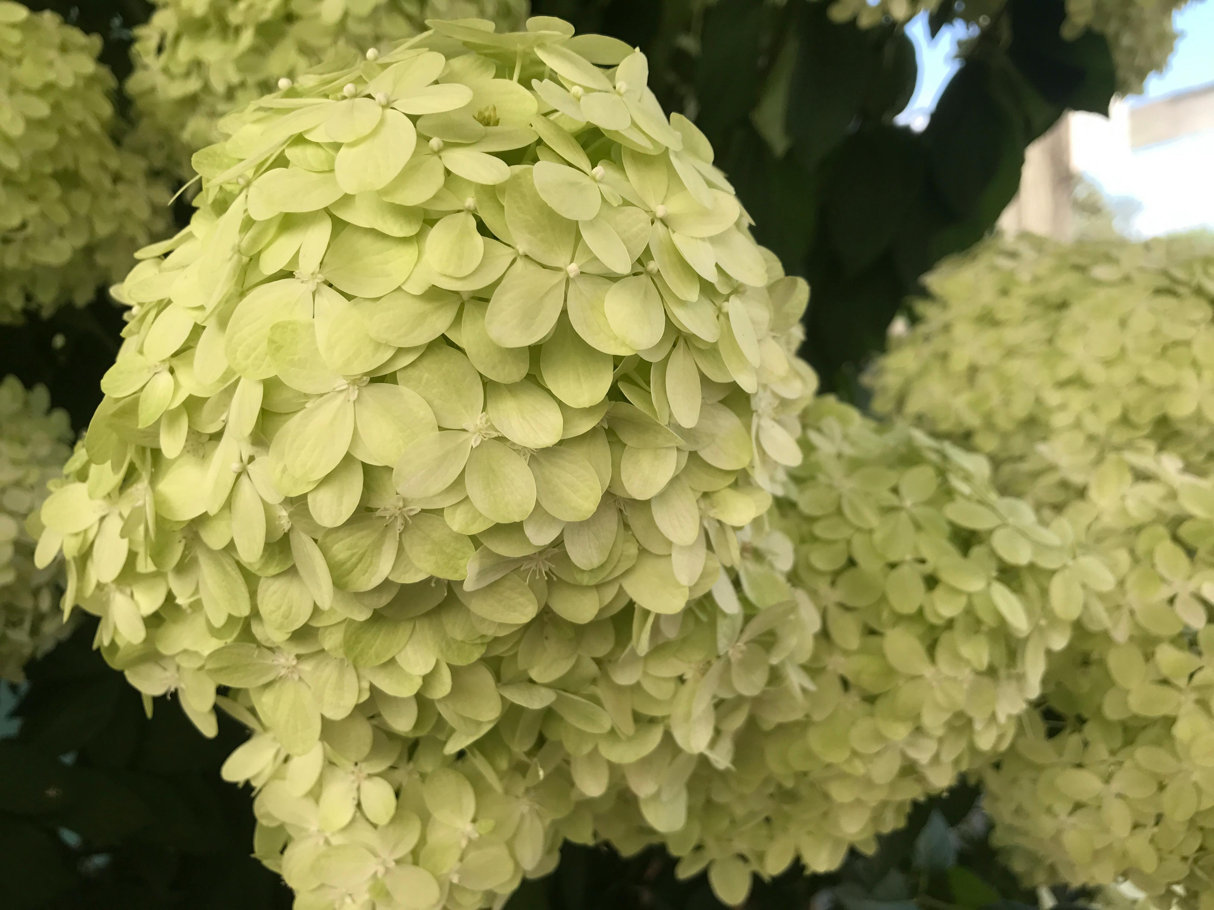 Free stock photo of bunch of flowers, close up, green