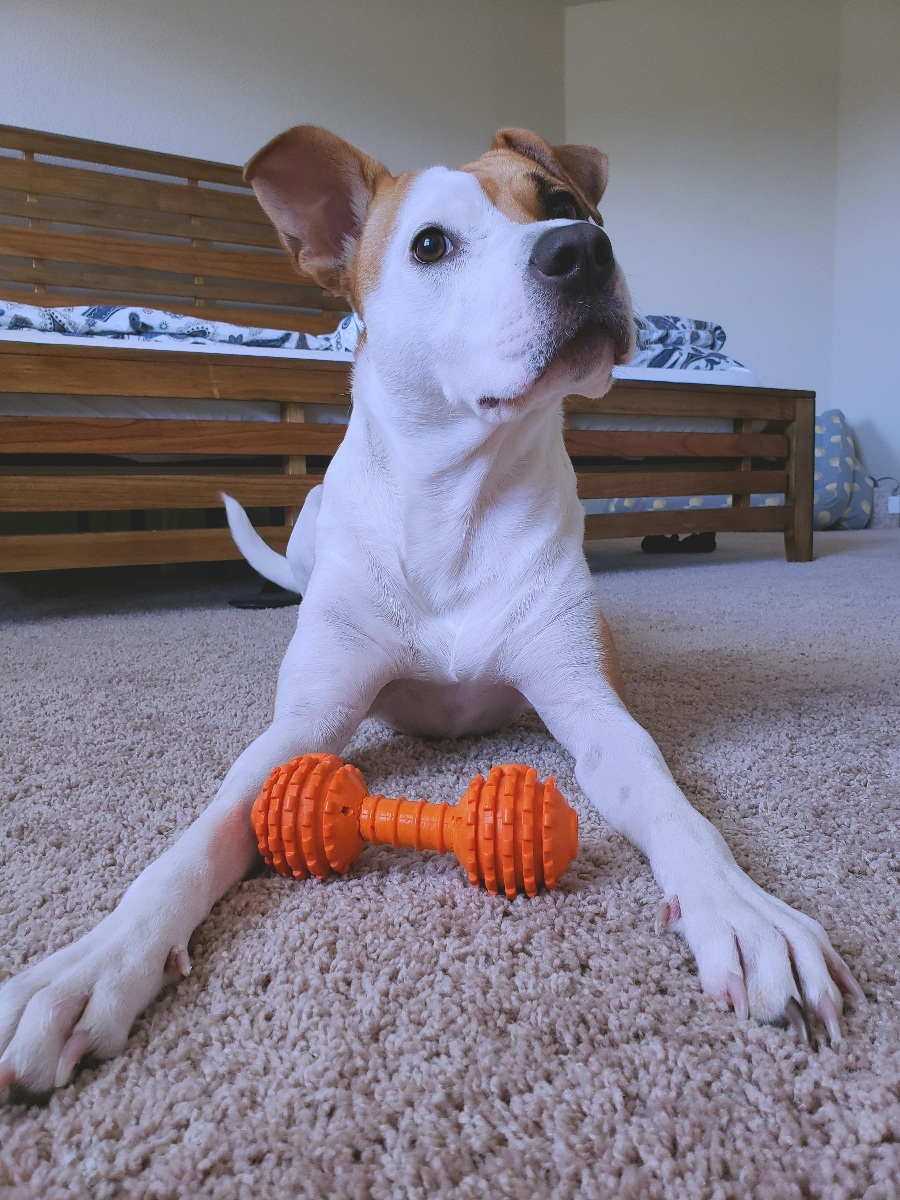 Bezplatna Fotka Z Fotobanky Na Temu Domace Zviera Haustiere Mix