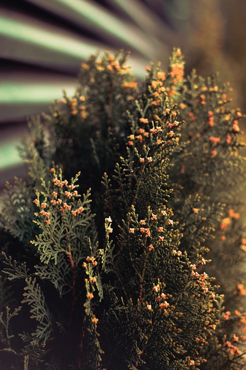 Pine Leaves in Close Up Photography