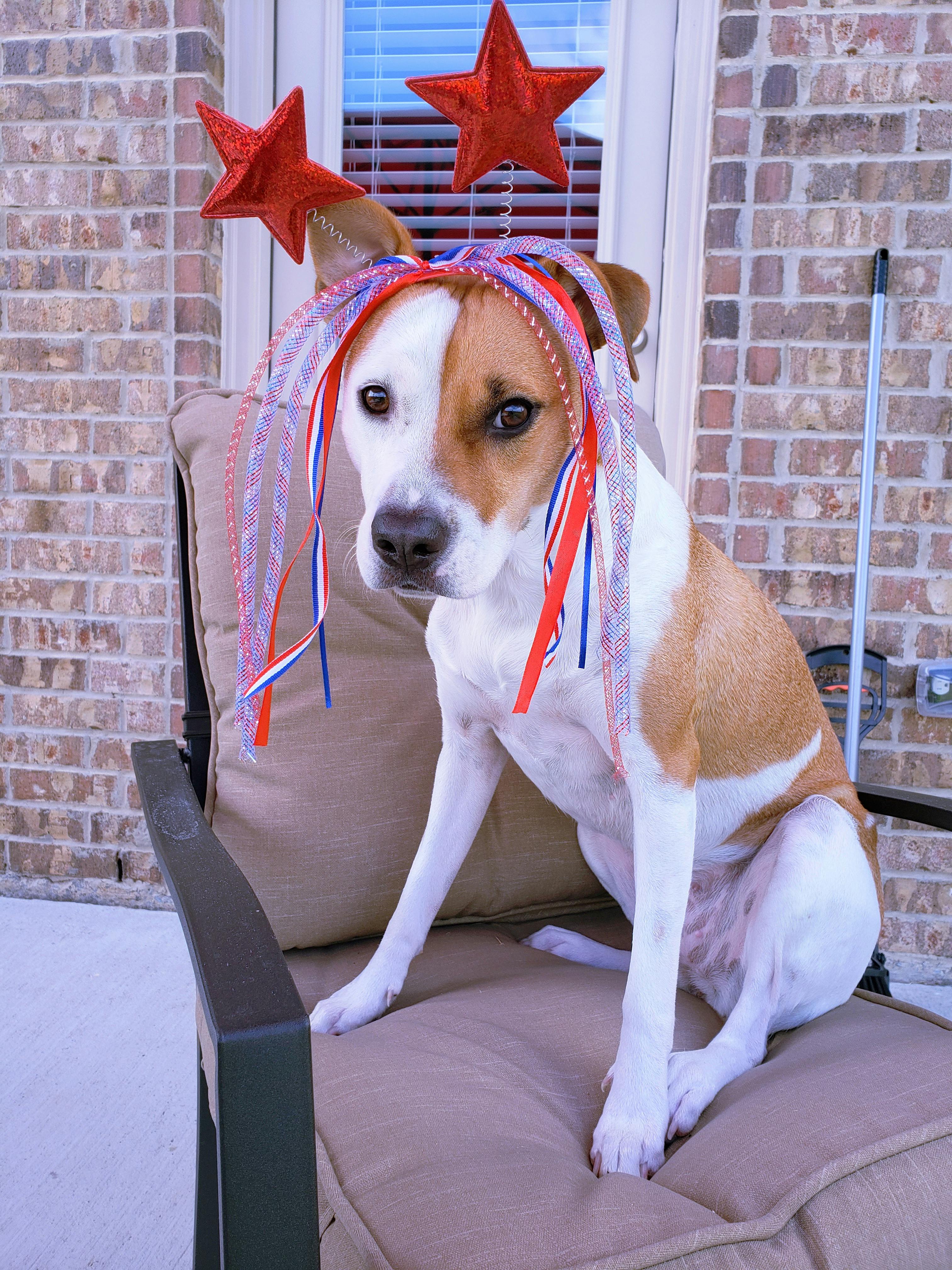 Free stock photo of dog, haustier, hund