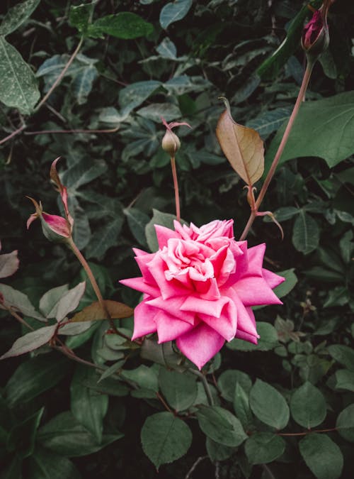 Close-Up Shot of a Pink Rose in Bloom