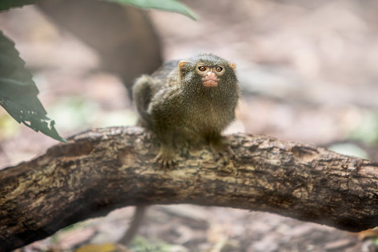 Pygmy Marmoset On Tree Branch