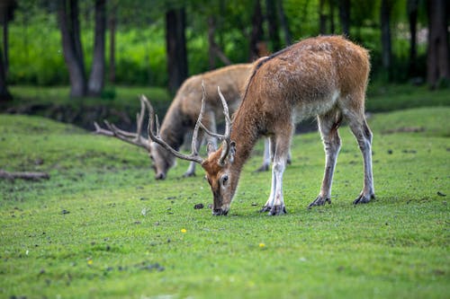 bezplatná Základová fotografie zdarma na téma fotografování zvířat, jelen, jídlo Základová fotografie