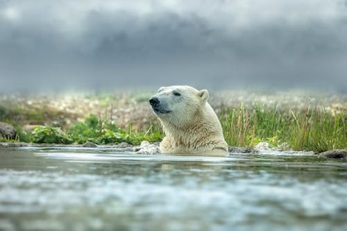 Close-Up Shot of a Polar Bear Swimming in Body of Water