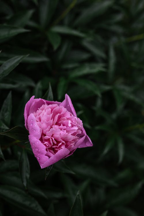 Blooming Pink Peony in Close Up Photography