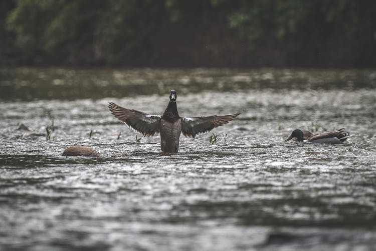 Two Wild Ducks On Body Of Water