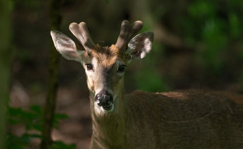 Close-Up Shot of a Virginia Deer