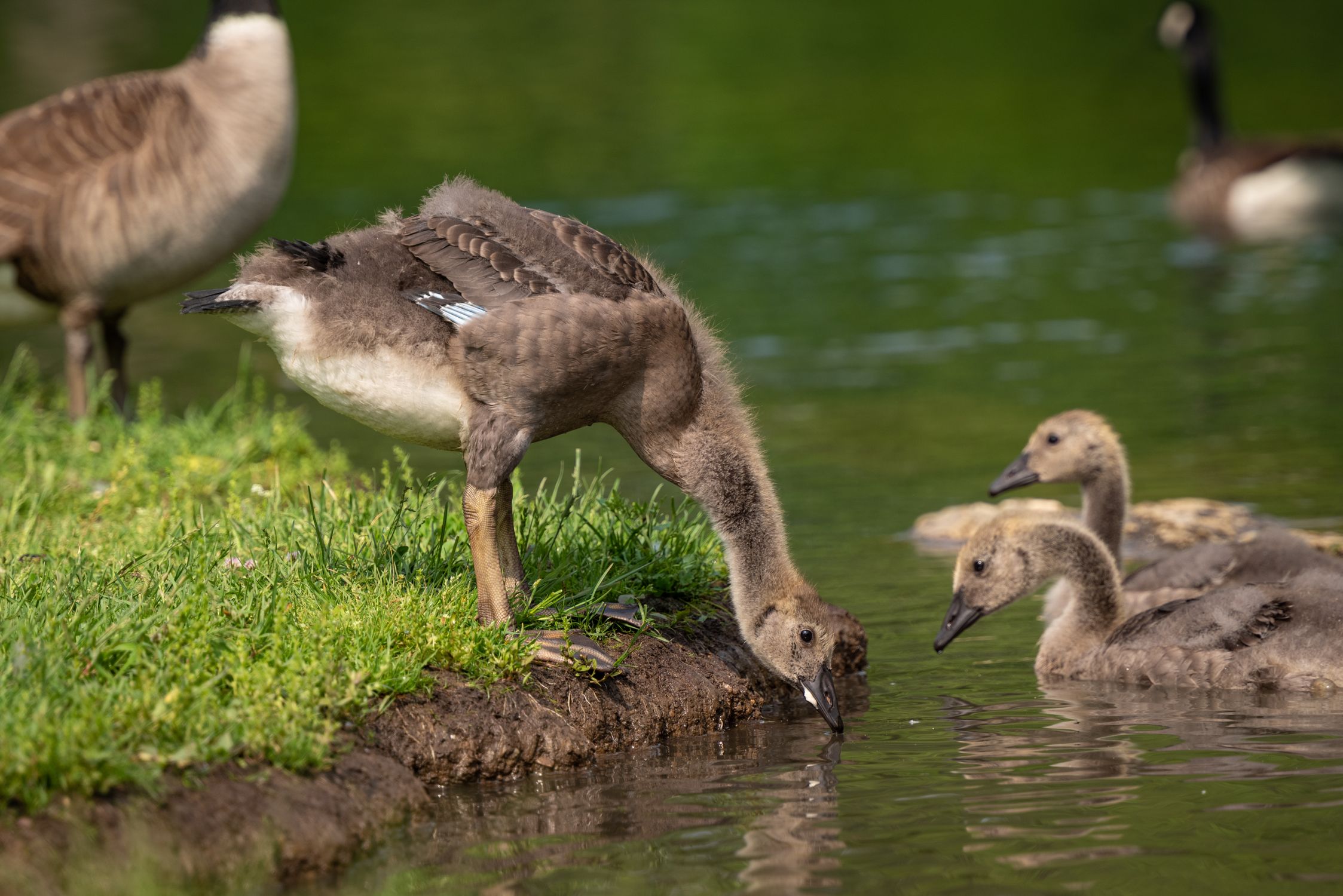 Cache Geese Lake Gaggle of Geese on the Lake · Free Stock Photo