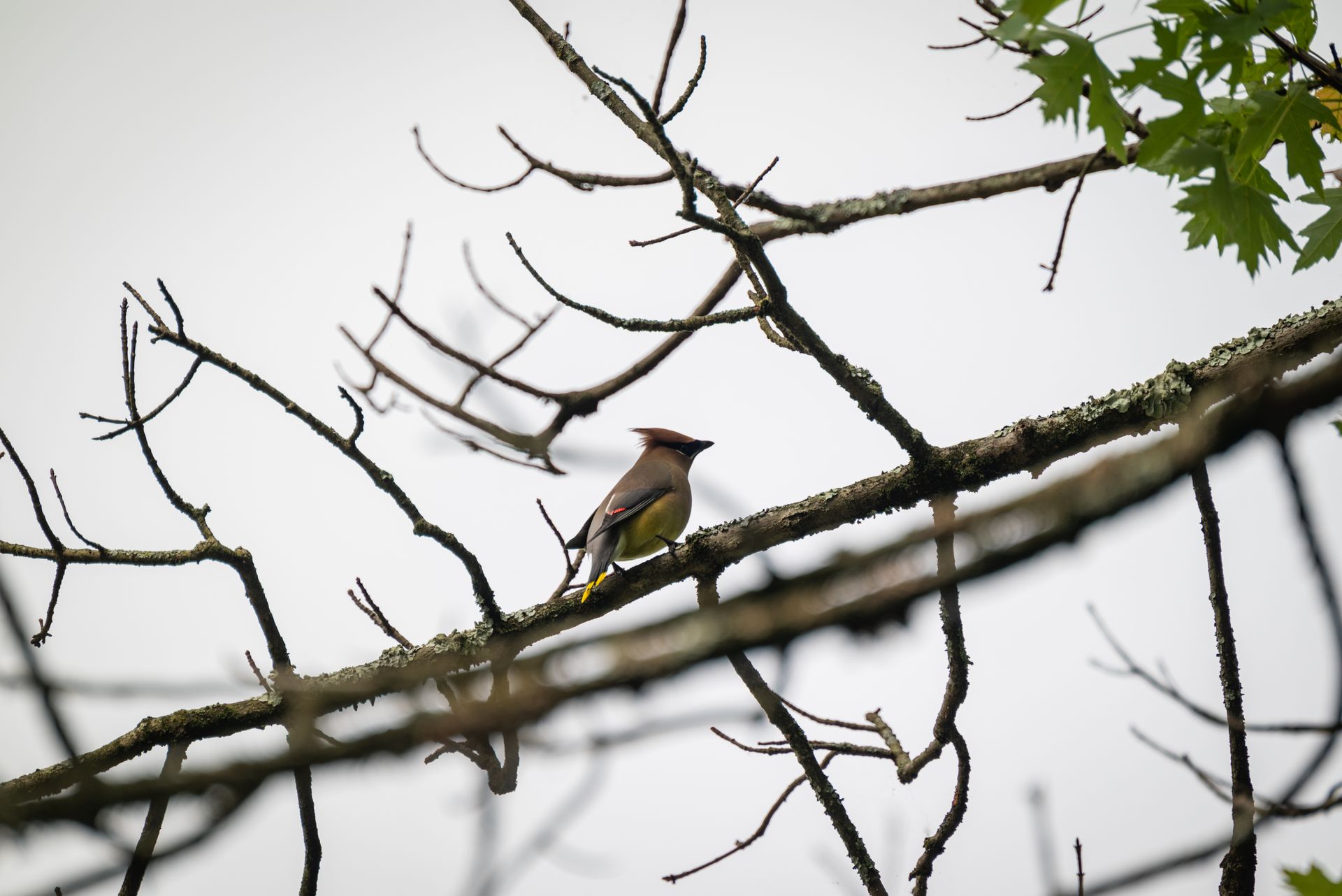 A beautiful cedar waxwing bird perched on a tree branch, captured in a serene outdoor setting.