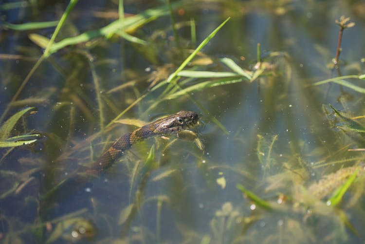 A Snake On Water 