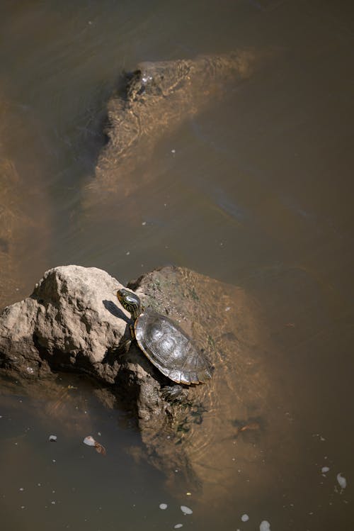 Free High-Angle Shot of a Turtle on Rock near Body of Water Stock Photo