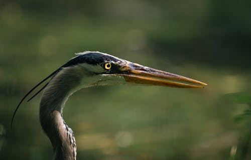Close-Up Shot of a Great Blue Heron