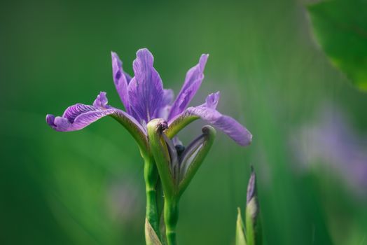 Purple Flower in Tilt Shift Lens