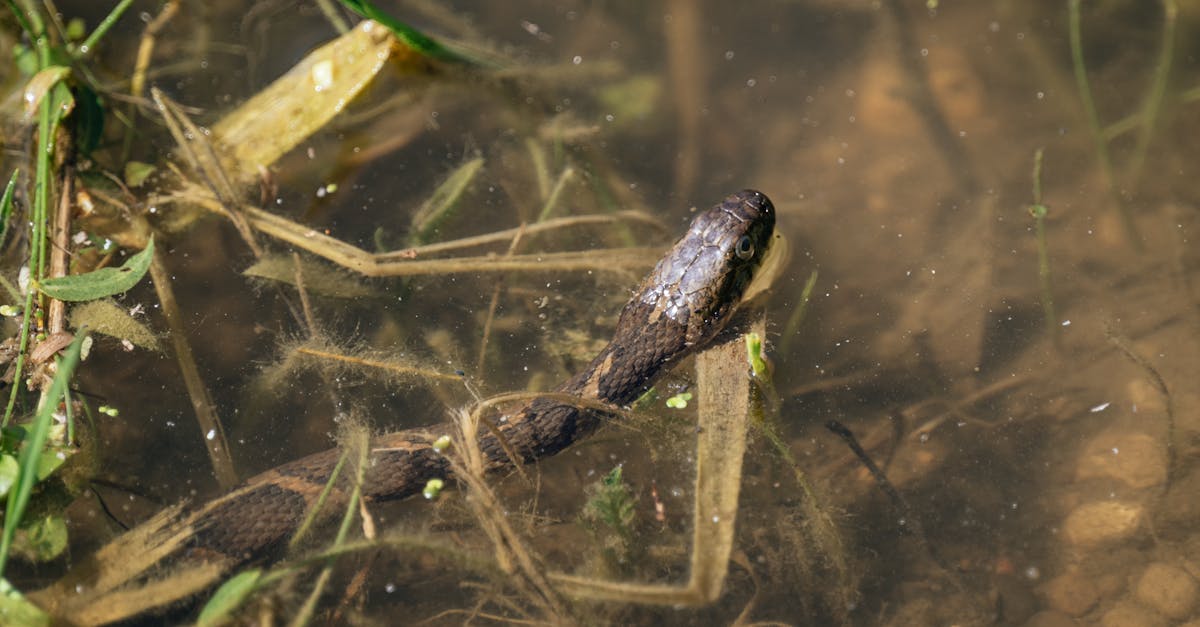 How to identify a northern water snake