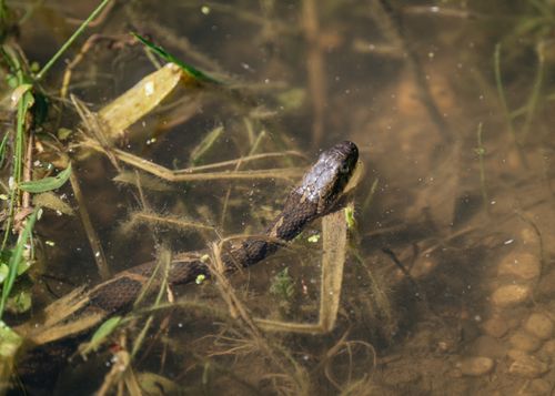 Free Close-up of a wild snake swimming in a natural pond highlighting reptile and wildlife behavior. Stock Photo