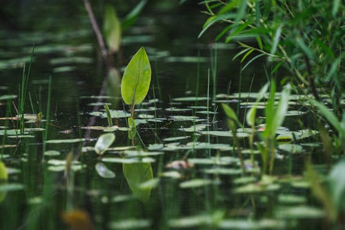 Free Green Water Lilies on Water Stock Photo