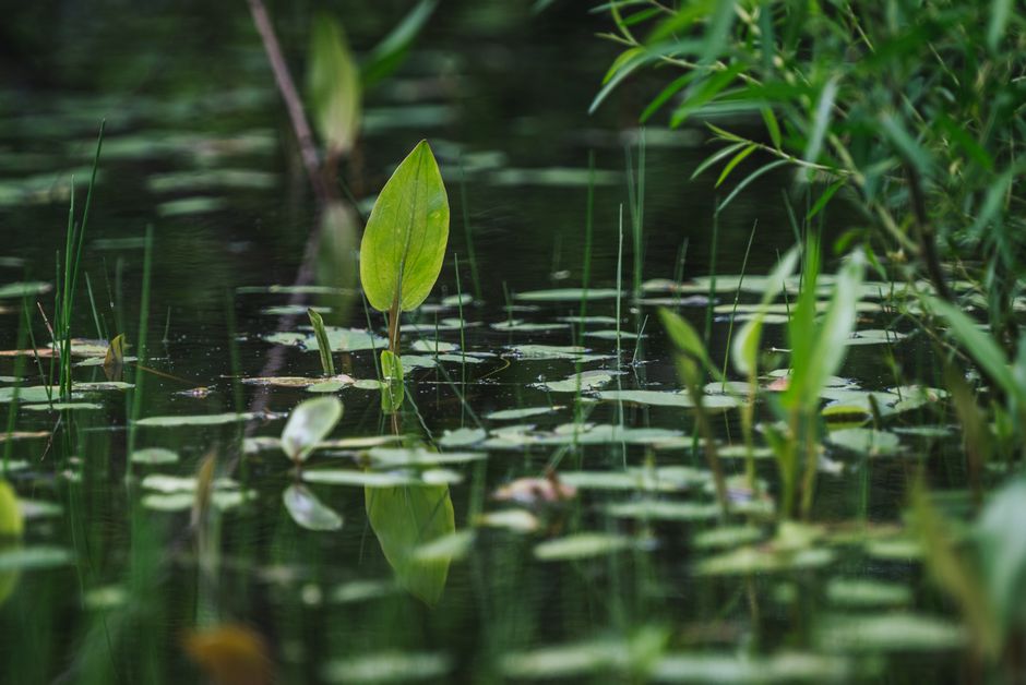 Naturalized retention pond with aquatic vegetation and wildlife - Water retention structures Naturalized retention pond with aquatic vegetation and wildlife - Water retention structures