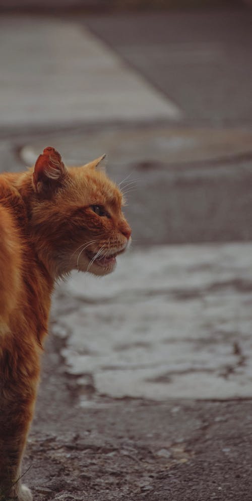 Безкоштовне стокове фото на тему «felis catus, вертикальні постріл, Вибірковий фокус»