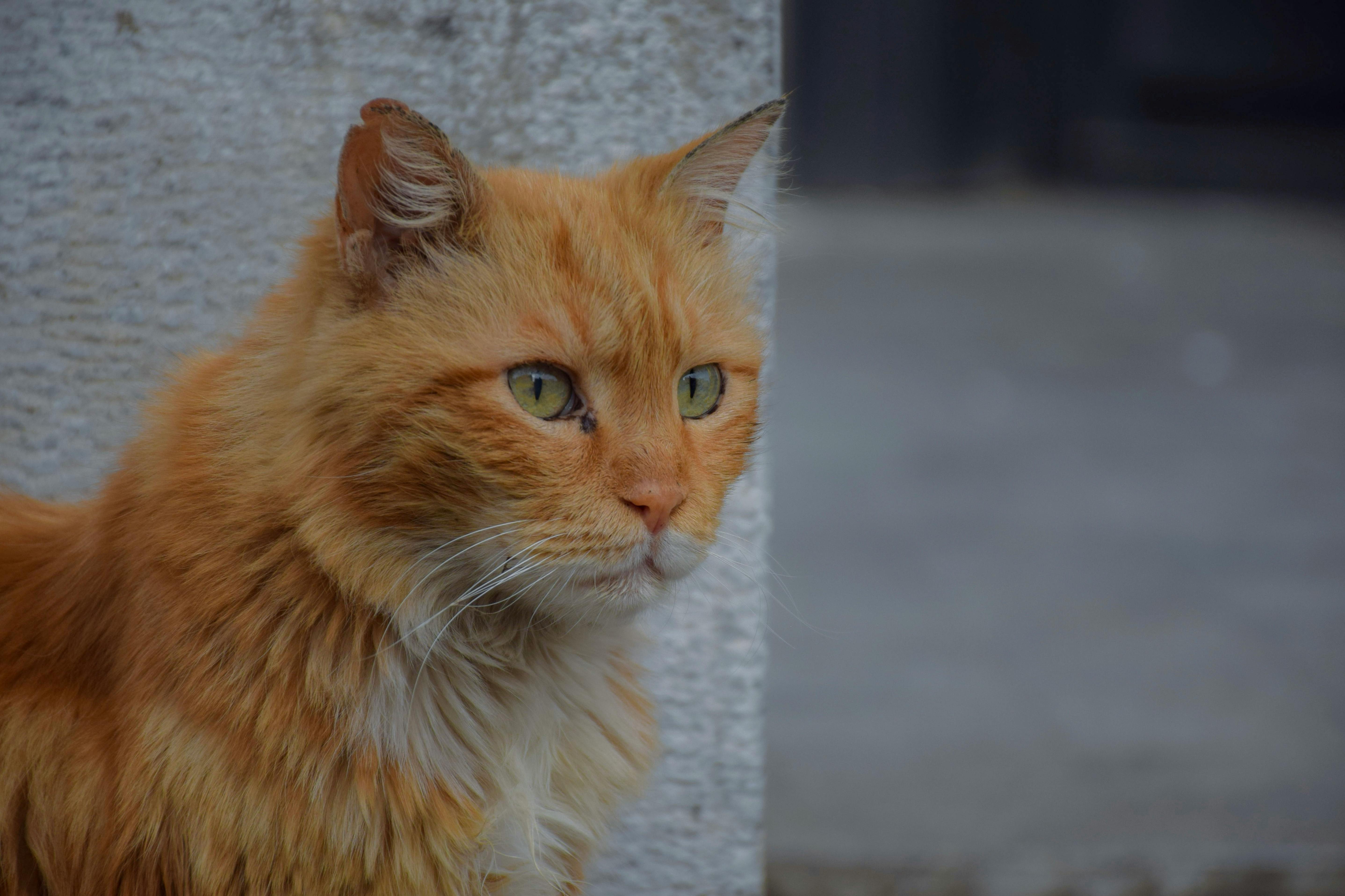 Orange Tabby Cat Near Concrete Wall · Free Stock Photo