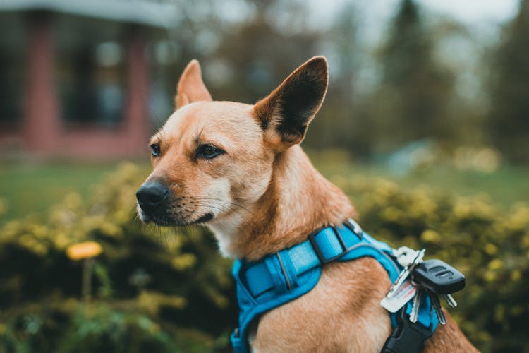 A Dog Wearing A Harness