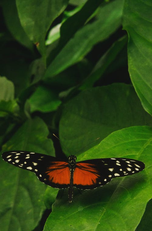 Free Butterfly  Stock Photo