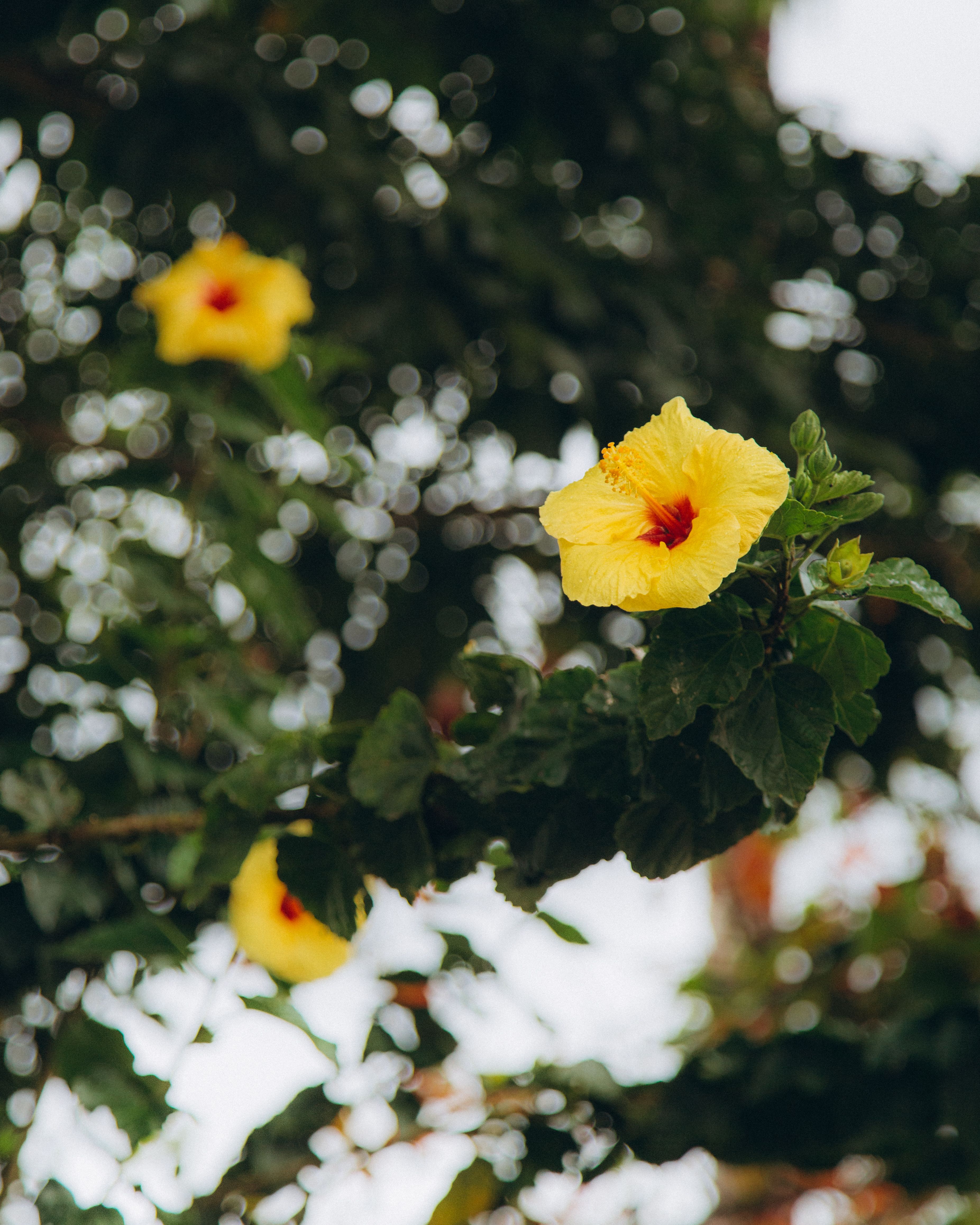 Yellow Flower with Green Leaves on the Stem of a Tree · Free Stock Photo