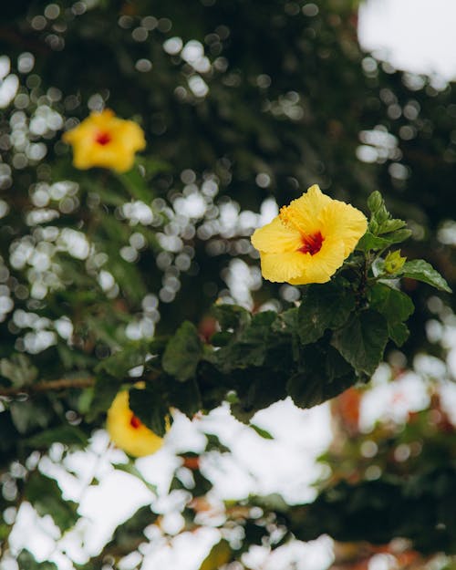 Imagine de stoc gratuită din floare galbenă, floră, fotografie de flori