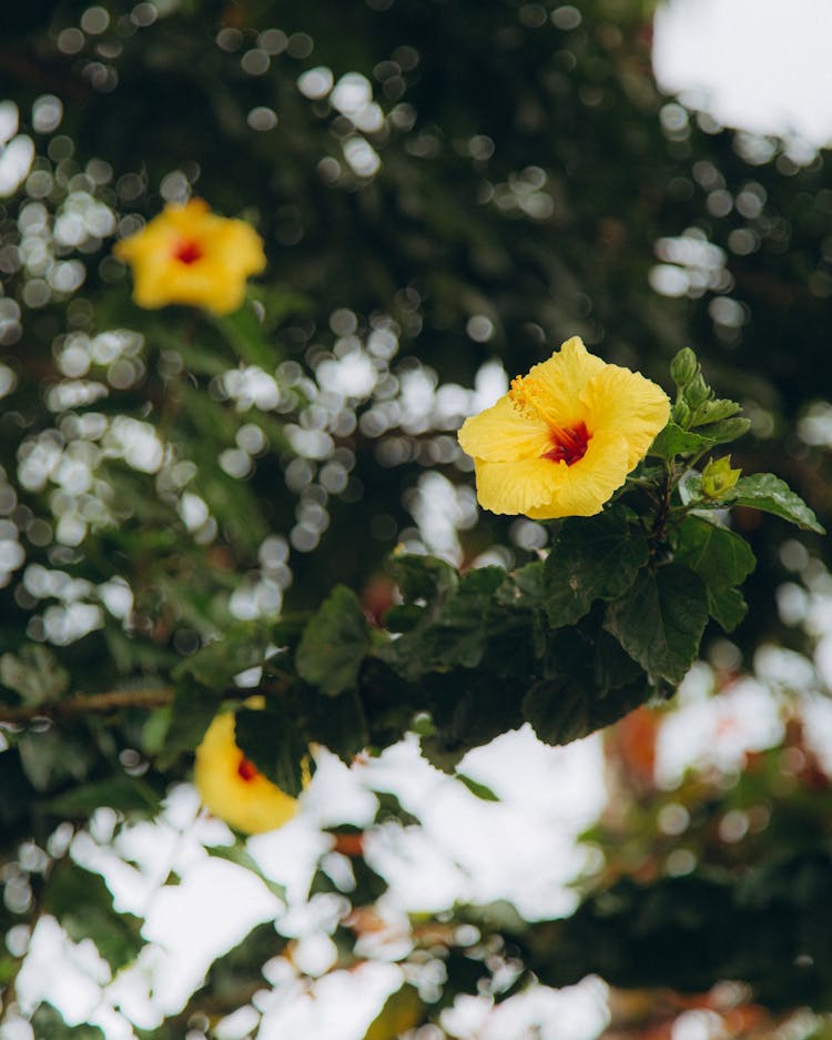 Yellow Flower With Green Leaves On The Stem Of A Tree