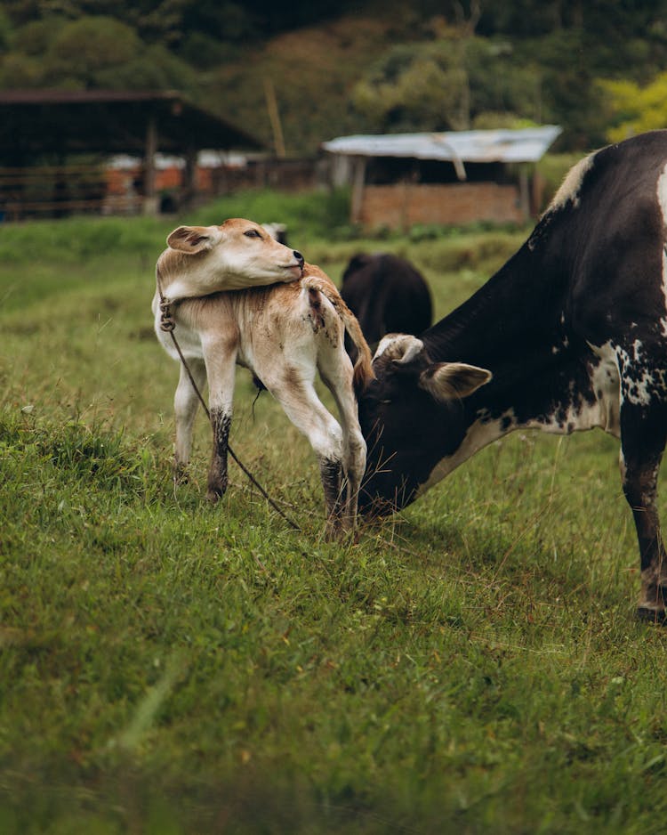 Photo Of A Lamb And A Cow