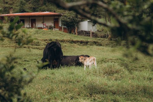 A serene landscape of a cow and calf grazing in a lush green field near a countryside home.
