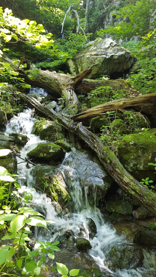 Rocks and Tree Trunks on Stream