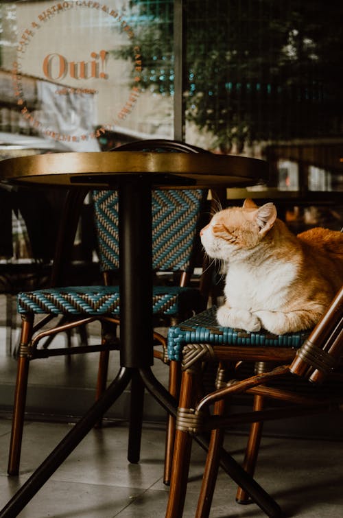 Free Orange Tabby Cat on Brown Wooden Chair Stock Photo